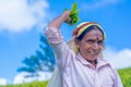 Tamil woman who works at Dambetenna estate breaks tea leaves Royalty Free Stock Photo